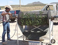 Addictive Aroma: Roasting Green Chiles in Hatch, New Mexico