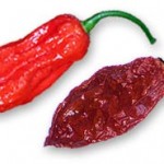 Pepper Profile: Jolokia