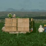 Harvest of Heat: The Chiles of Southern New Mexico